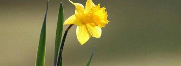 春已来,惟愿 花枝春满,万物可期 山河无恙,人间皆安什么意思
