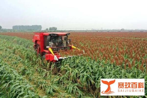 秋粮收获已过半 看各地良种良法保丰收