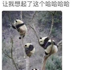 观众为了看潘长江演出爬上树 这是咋情况？