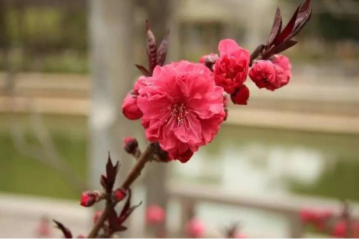 花中君子的下一句是什么,三年级