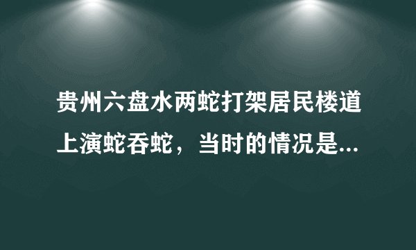 贵州六盘水两蛇打架居民楼道上演蛇吞蛇，当时的情况是怎样的？