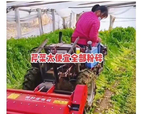 救救菜农！河南万吨蔬菜滞销：一面是烂在地里，一面是百姓买菜贵