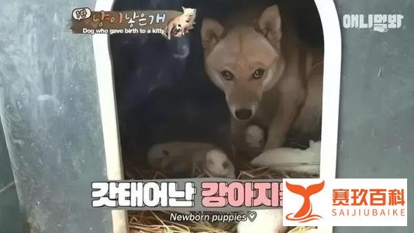 狗狗“生”了只猫宝宝，主人：我家狗狗真厉害，它生出来了一只猫