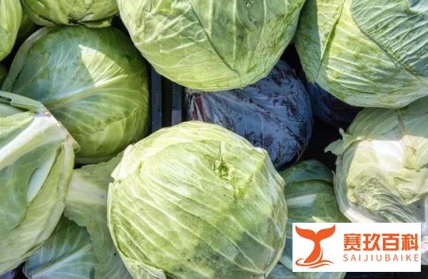 62元一颗白菜！韩国人为什么这么爱吃大白菜？