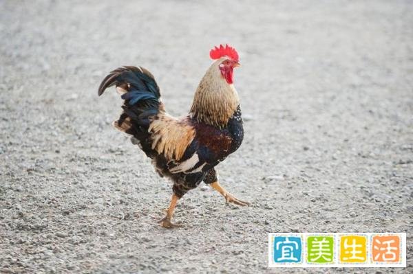 离奇杀人事件：性情刚烈的斗鸡拒绝参赛，奋力挣脱时将主人杀死