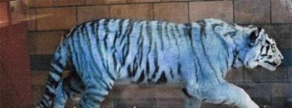 【神秘动物学】蓝虎（Blue tiger）