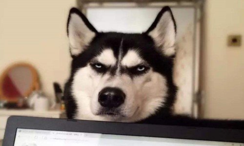 单身狗的快乐有哪些?