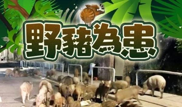 歌手李玟母亲遭野猪袭击，骨盆被撞碎右半身瘫痪，伤势严重需手术