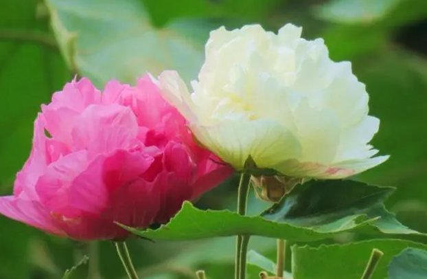 芙蓉并蒂