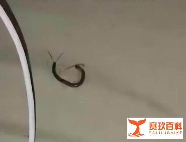 女子睡觉被10厘米蜈蚣咬太阳穴