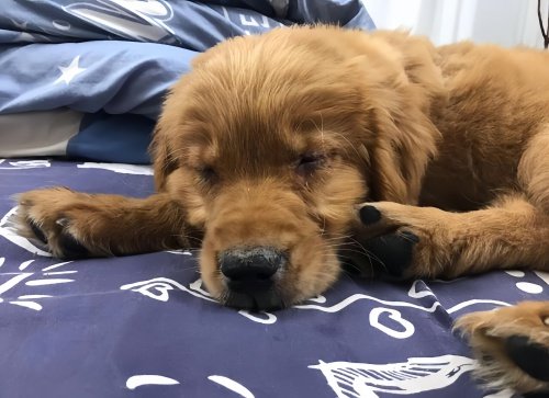 犬瘟治疗费用大概多少