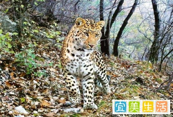 全国多地频现大型食肉动物 这是咋情况？