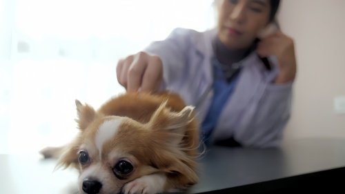 犬瘟治疗费用大概多少