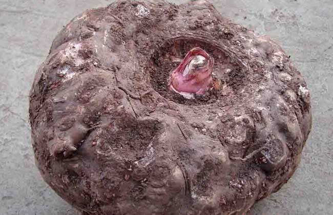 男子偷魔芋打赏女主播，超出自己承受范围打赏的人是什么心理？