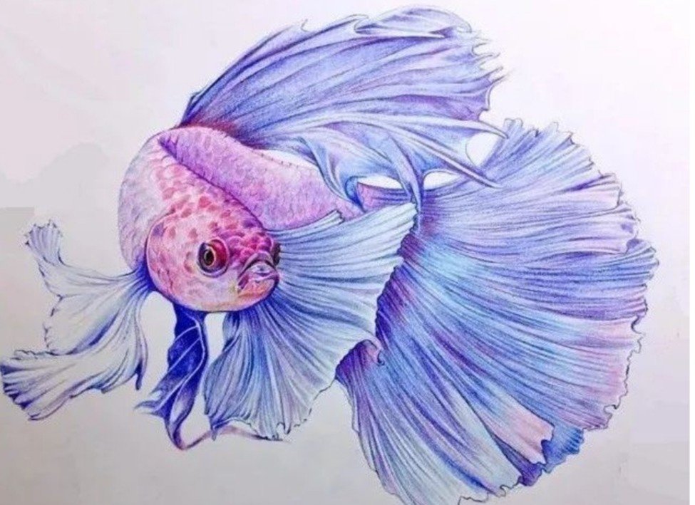 孔雀美人鱼怎么画
