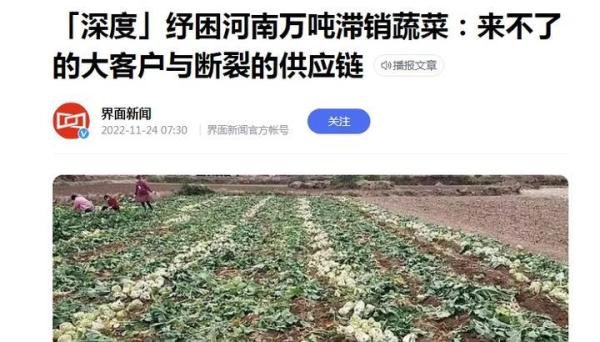 救救菜农！河南万吨蔬菜滞销：一面是烂在地里，一面是百姓买菜贵