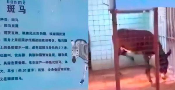 河南一动物园用驴充当斑马?园方：想培养斑驴，还有啥奇异的杂交物种?
