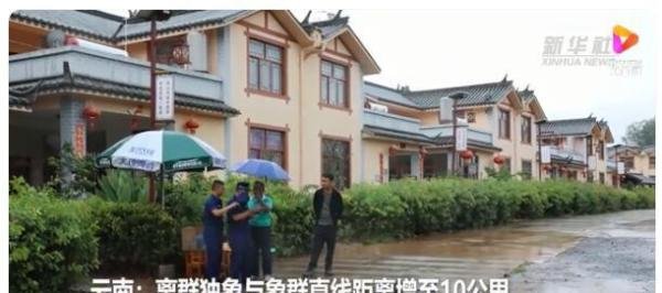 云南离群独象与象群距离增至10公里 这是咋情况?