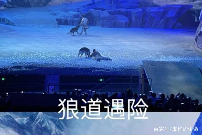 震惊,30头狼冲向观众,西安一剧场狗胆包天,这是怎么一回事?