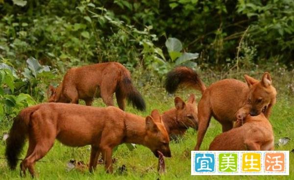 全国多地频现大型食肉动物 这是咋情况？