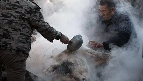 西安一位大爷杀猪被猪一脚蹬进开水盆，当时的情况是怎样的？