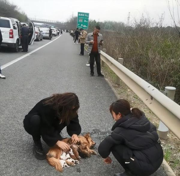 趣说春运返程：狗子在高速被堵到生下一窝狗崽！