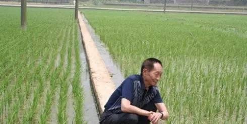 损失有多大？袁隆平逝世
