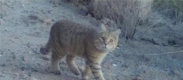 甘肃敦煌西湖保护区：频现大群野骆驼 首次拍到荒漠猫