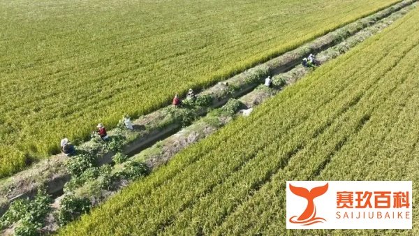 秋粮收获已过半 看各地良种良法保丰收