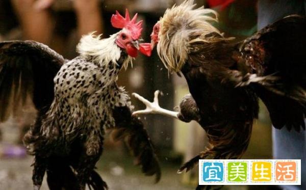 离奇杀人事件：性情刚烈的斗鸡拒绝参赛，奋力挣脱时将主人杀死