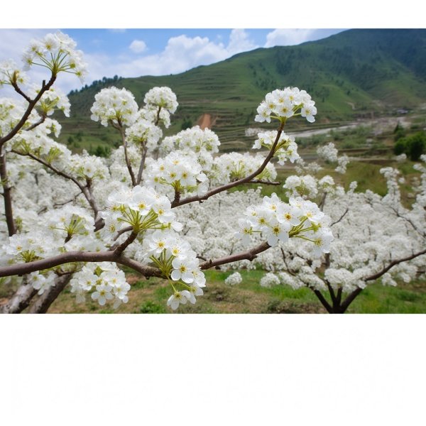 贵德梨花节在什么地方