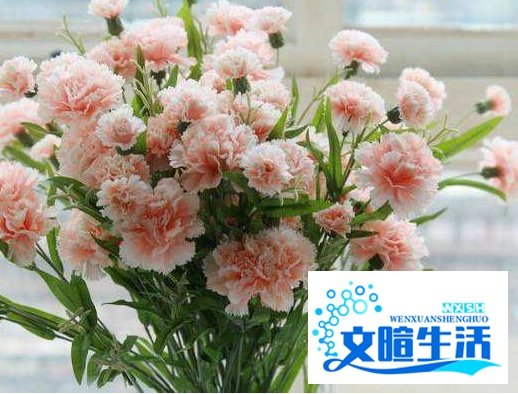 康乃馨19朵代表啥意思。