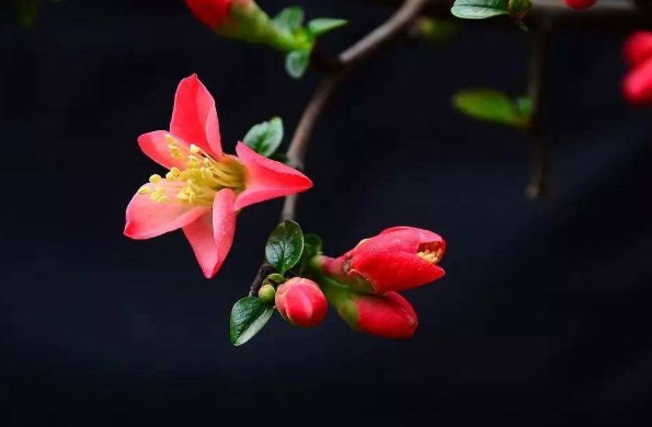 赏析 川端康成的那句“凌晨四点钟，看到海棠花未眠”