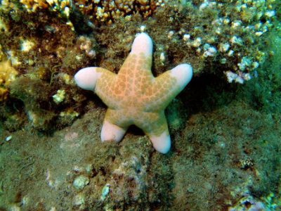 捕杀海星45万斤的青岛胶州湾，捕海星难不难？