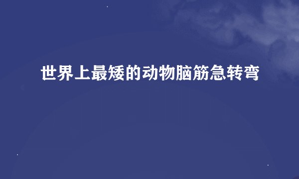 世界上最矮的动物脑筋急转弯