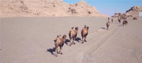甘肃敦煌西湖保护区：频现大群野骆驼 首次拍到荒漠猫