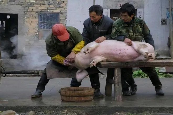 西安一位大爷杀猪被猪一脚蹬进开水盆，当时的情况是怎样的？