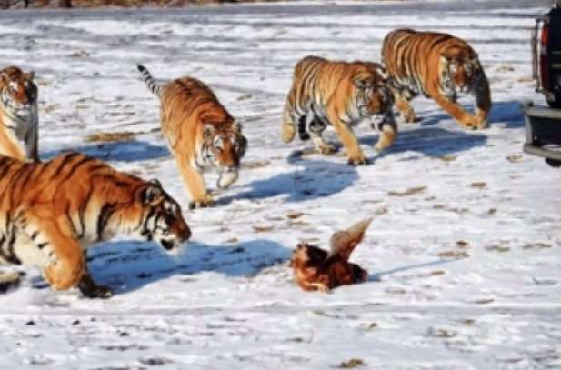 围猎是什么意思