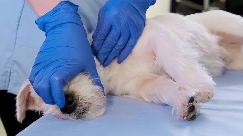 犬瘟治疗费用大概多少