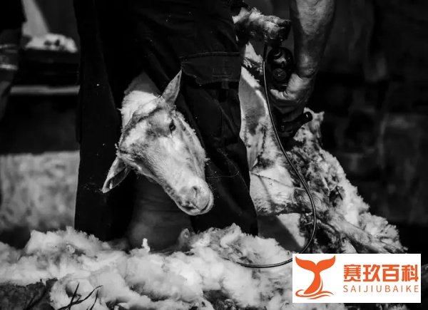 利用退货漏洞薅羊毛13万，00后女生被判刑2年！