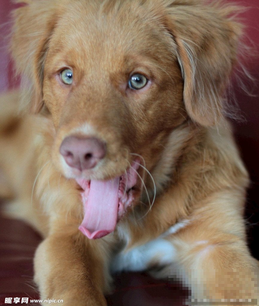 狗狗上自己了怎么办