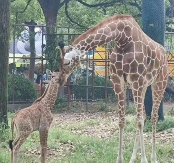 刚出生就1米8的小公主来啦！