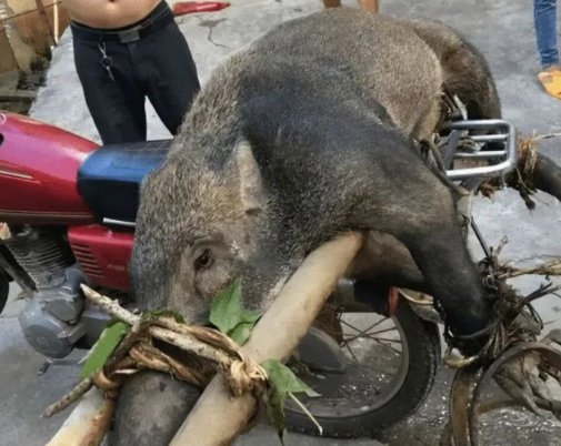 湖北女子被误当野猪射击后埋尸，家属拒绝谅解，涉事人员将会面临什么处罚？