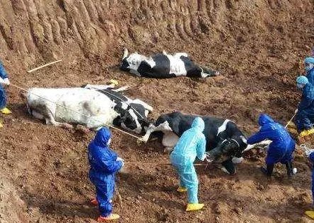 专家介绍山东滨州2例炭疽确诊病例详情,这两位病人是如何被感染的?