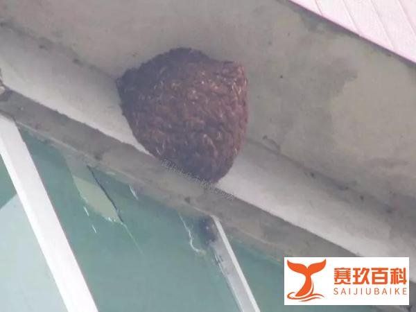 （转载）网红直播捅马蜂窝 直播出事这段视频已有1.1万观看量