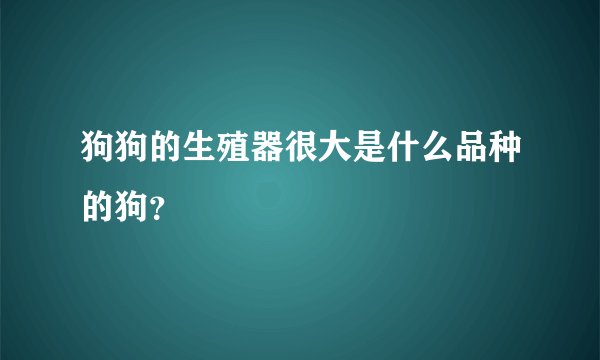 狗狗的生殖器很大是什么品种的狗？