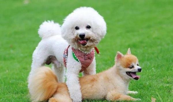 狗狗在交配时,连在一起分不开怎么回事?