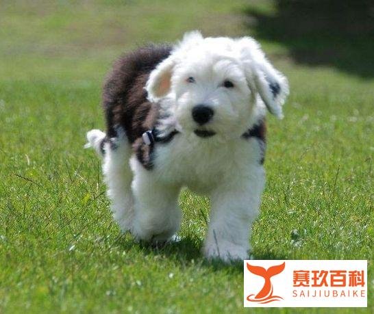 古牧犬怎么样？古牧犬好不好养