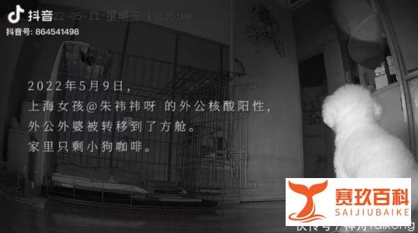 上海一只小狗独自隔离19天，监控视频流出让无数网友心酸