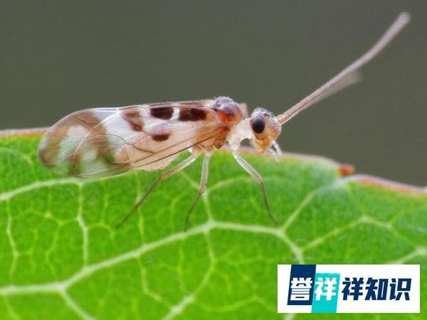 【动物界全系列】啮虫目—啮虫亚目